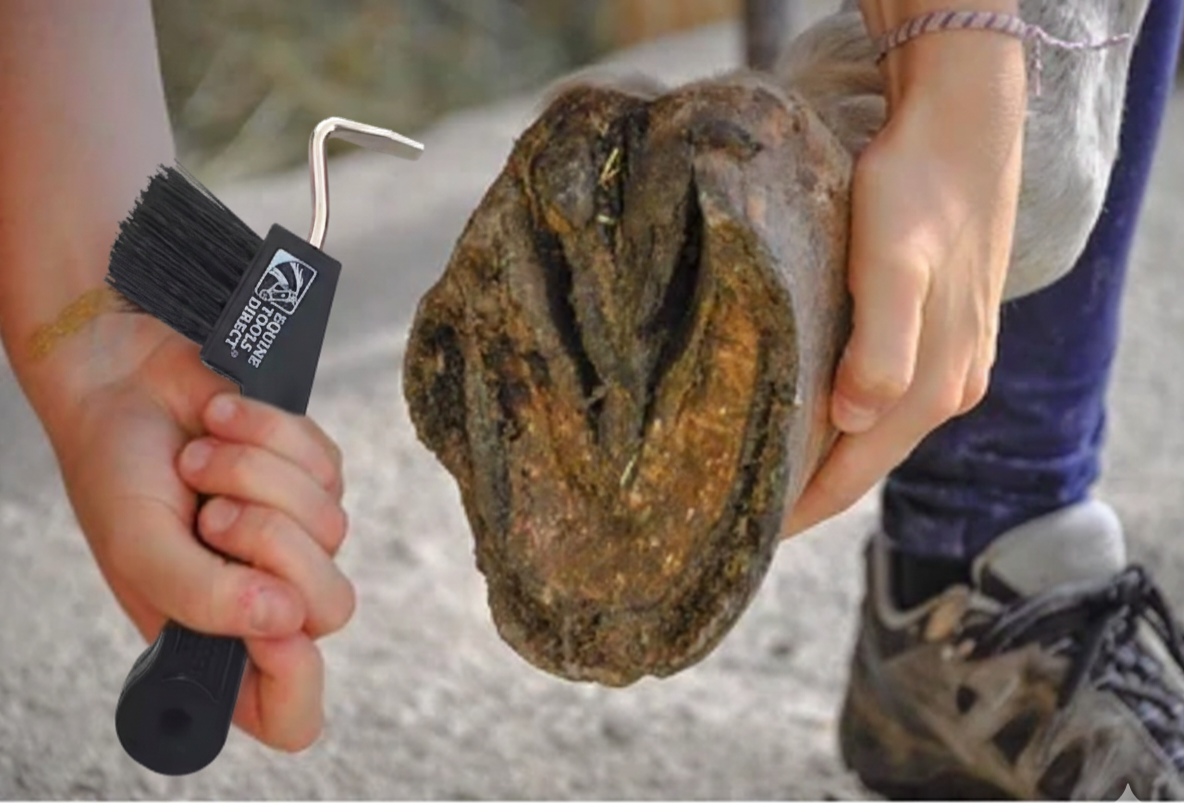 Horse owner cleaning hoof using hoof pick with brush